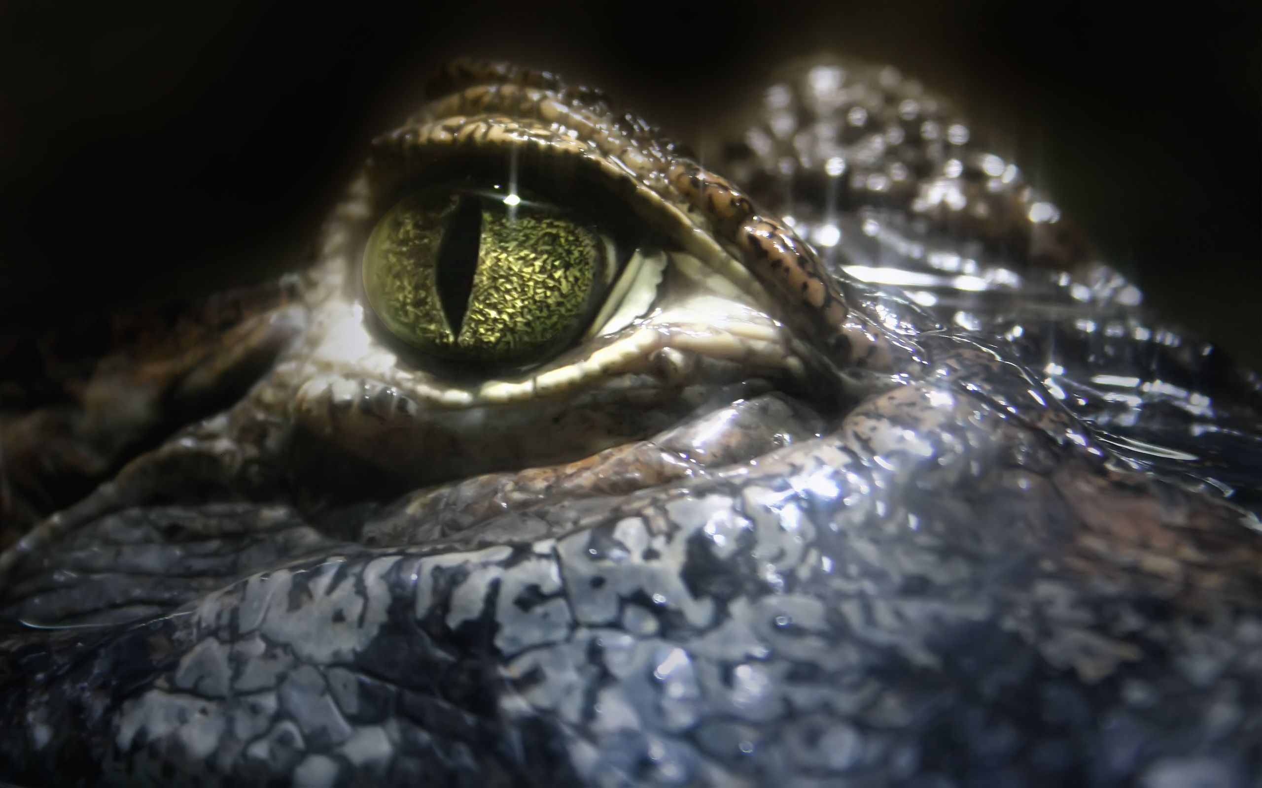 глаз крокодил скачать