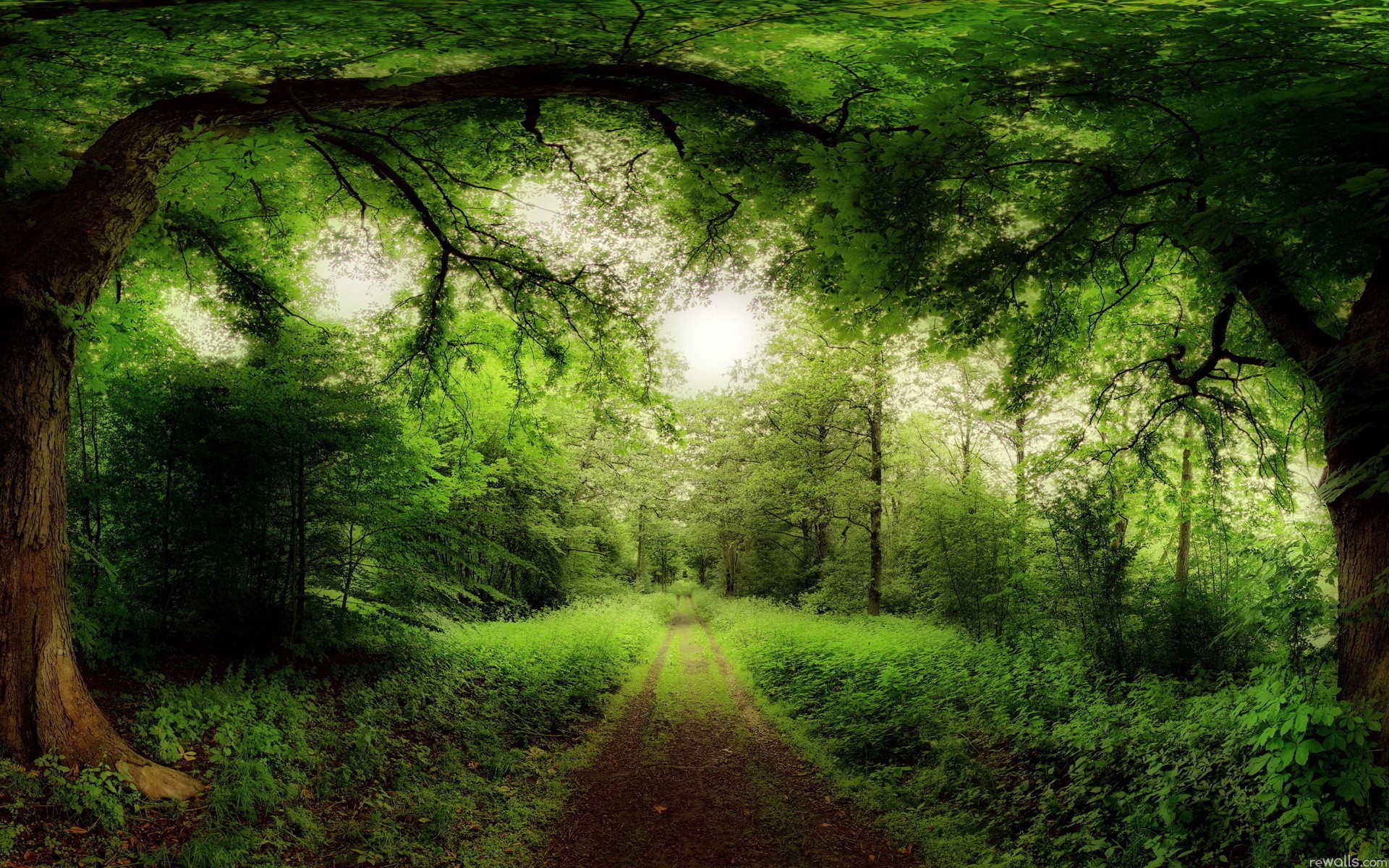 лучи лес дорога лето зелень rays forest road summer greens без смс
