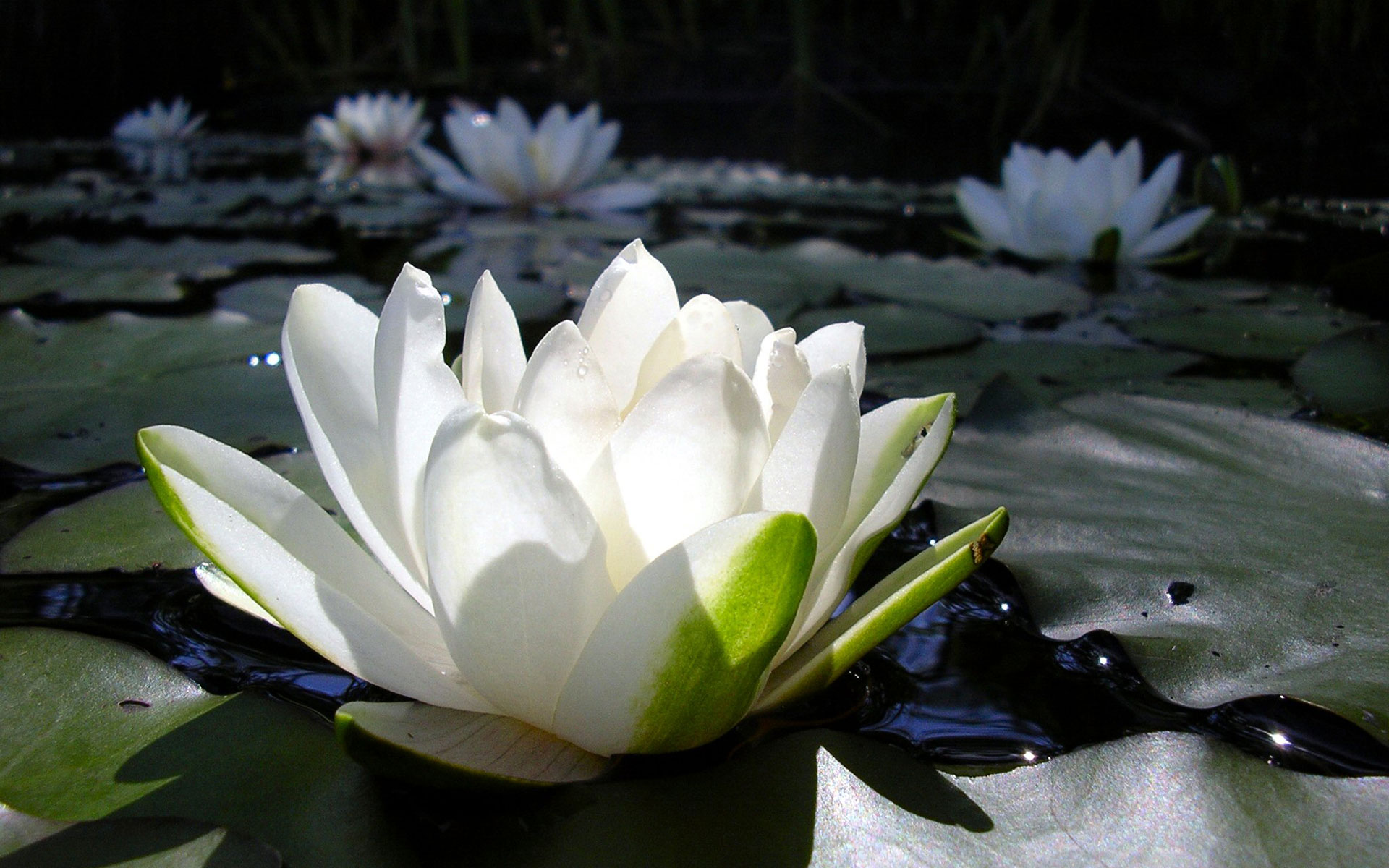 Lotus black and white загрузить