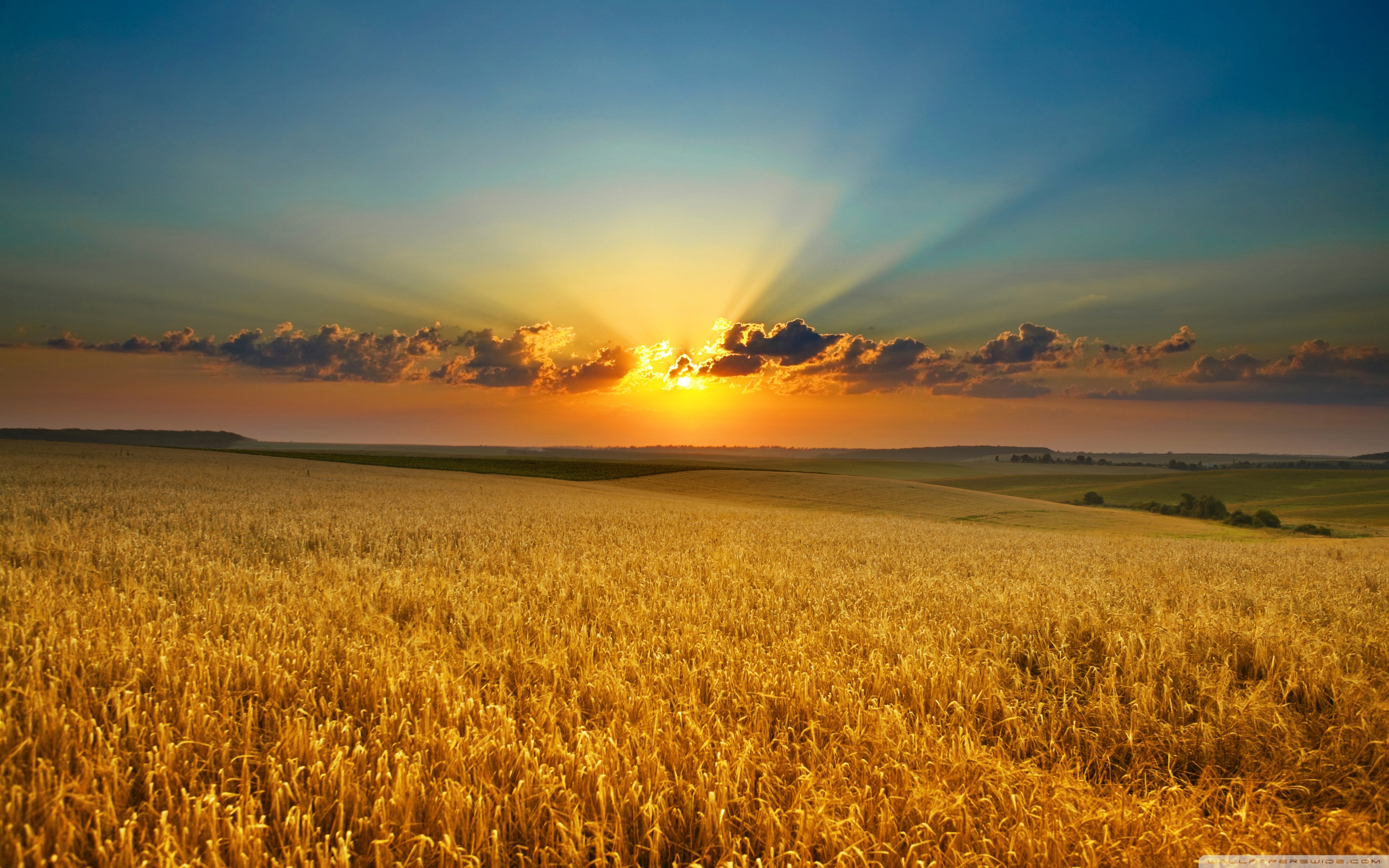 природа поле солнце небо облака деревья пшеница трава скачать