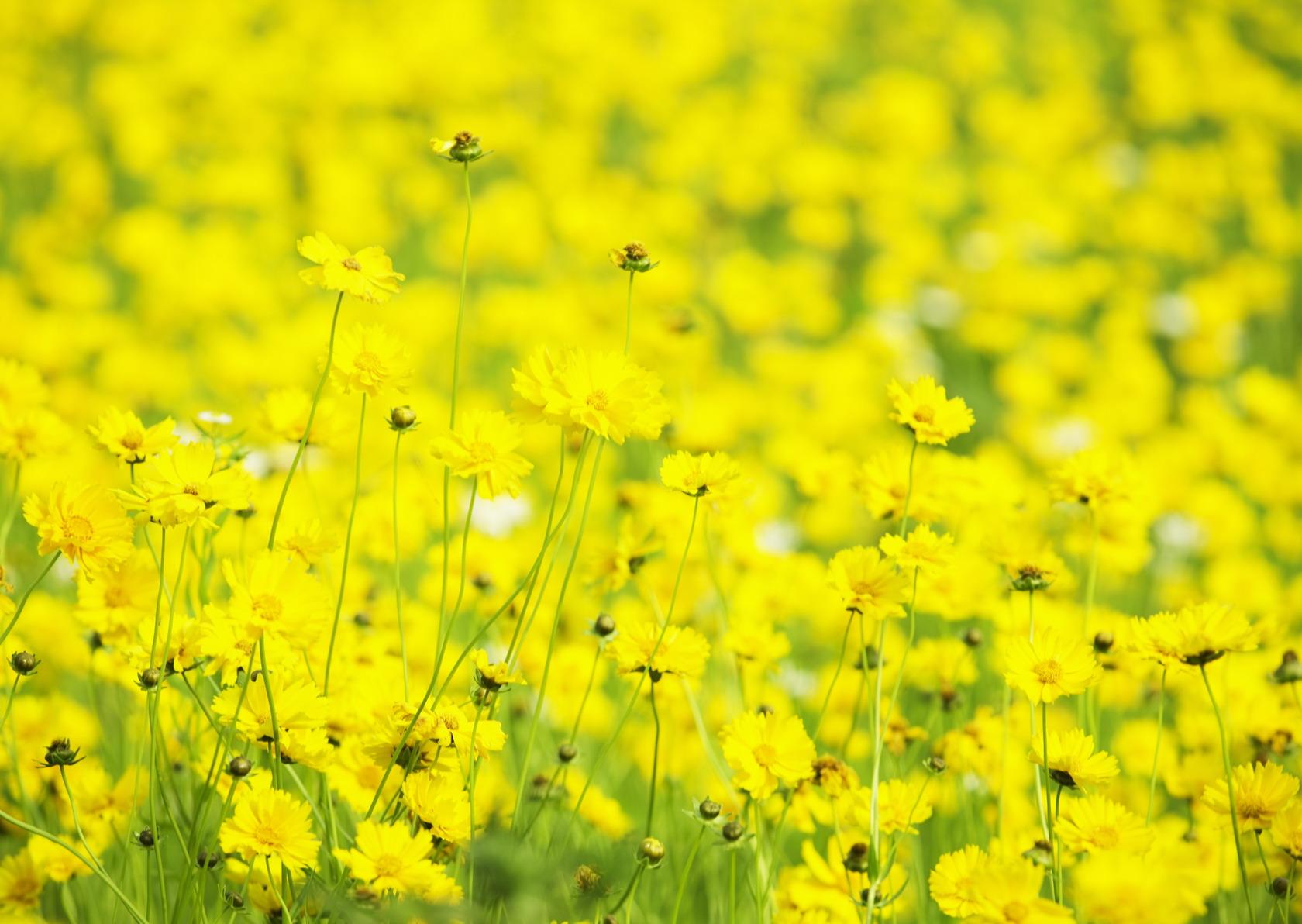 природа цветы желтый nature flowers yellow скачать