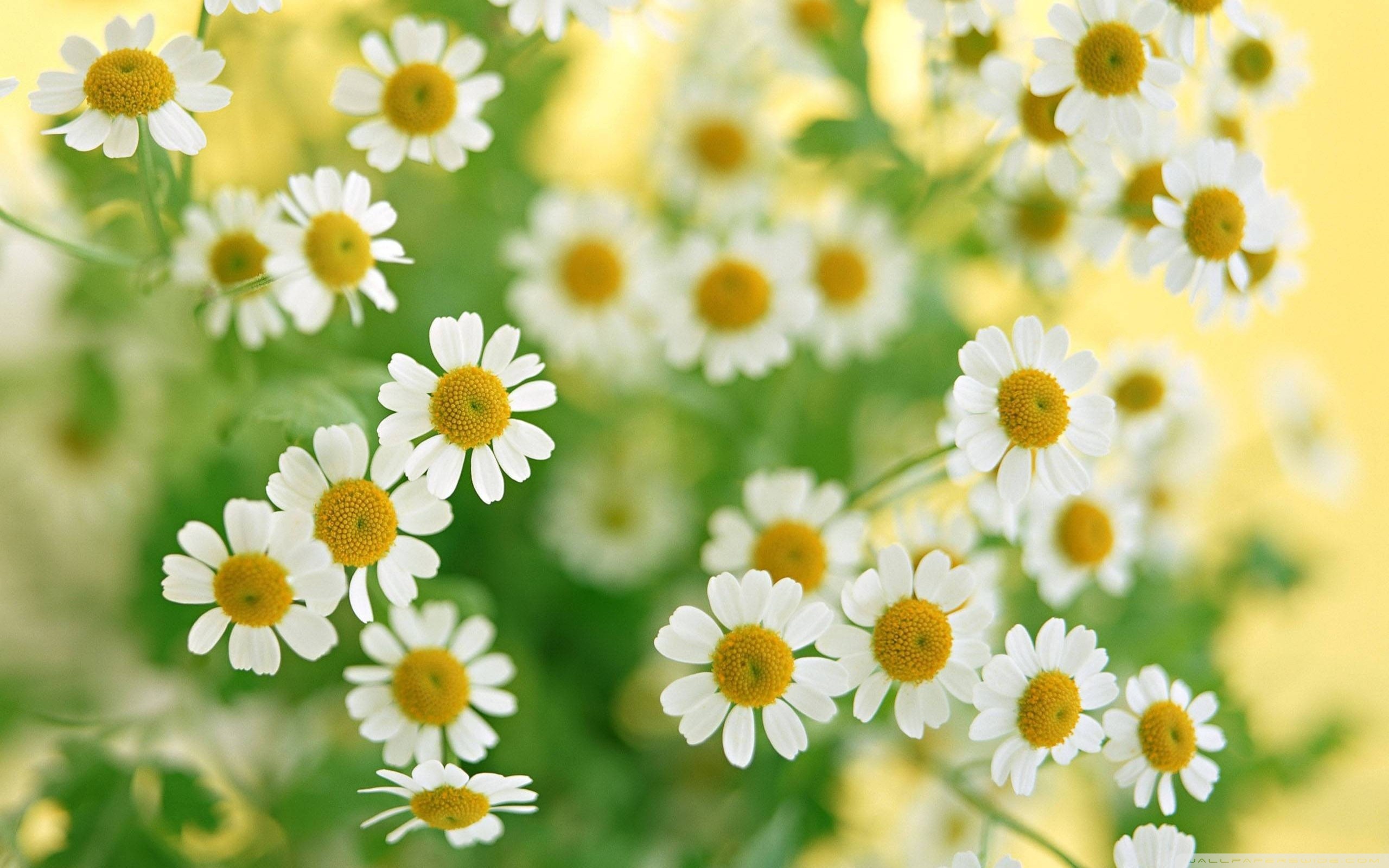 праздник день рождения цветы ромашки holiday day birth flowers chamomile без смс