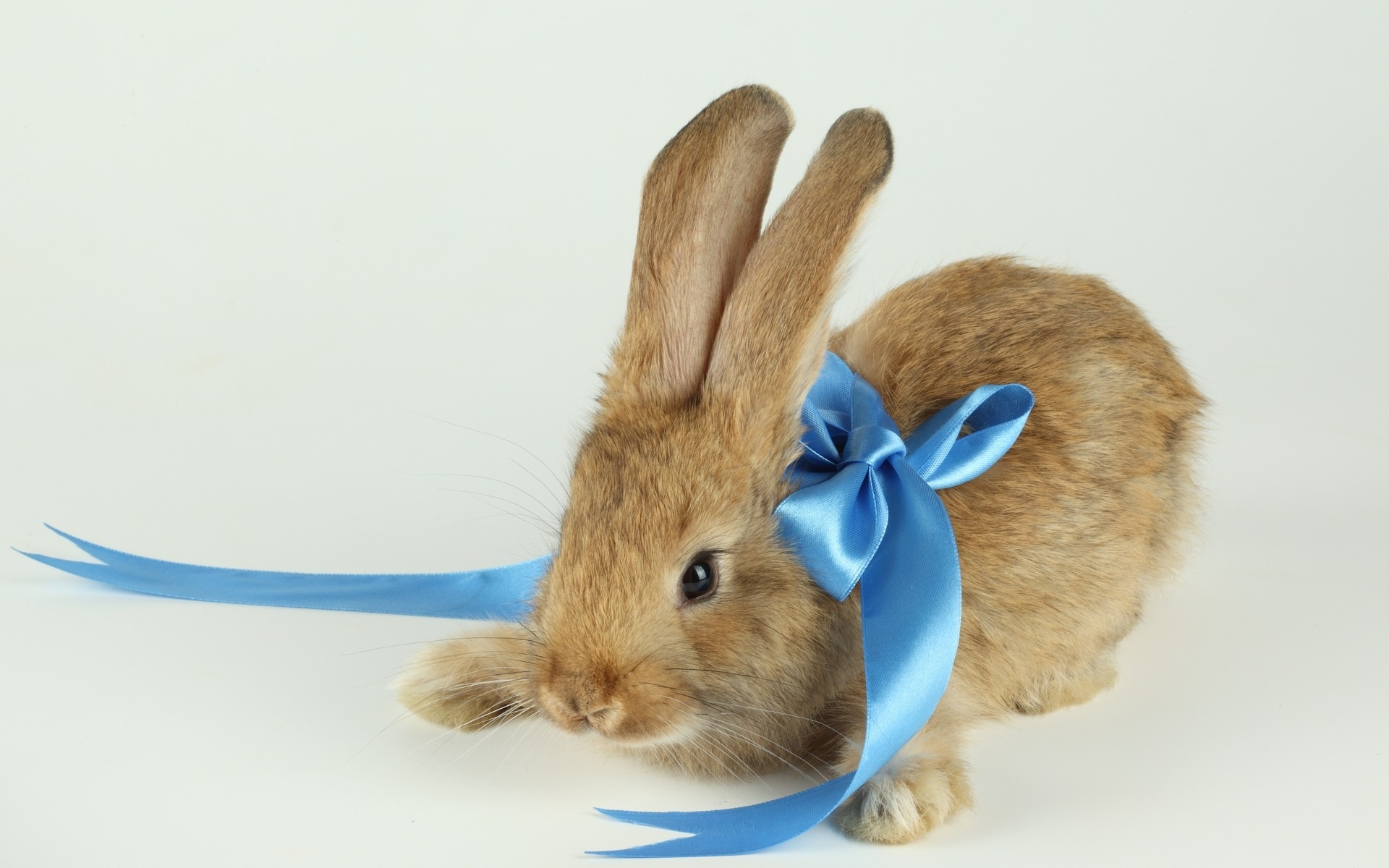 Фото символов года. Красивый заяц. Заяц с бантиком. Красивый зайчик. Кролик с бантиком.