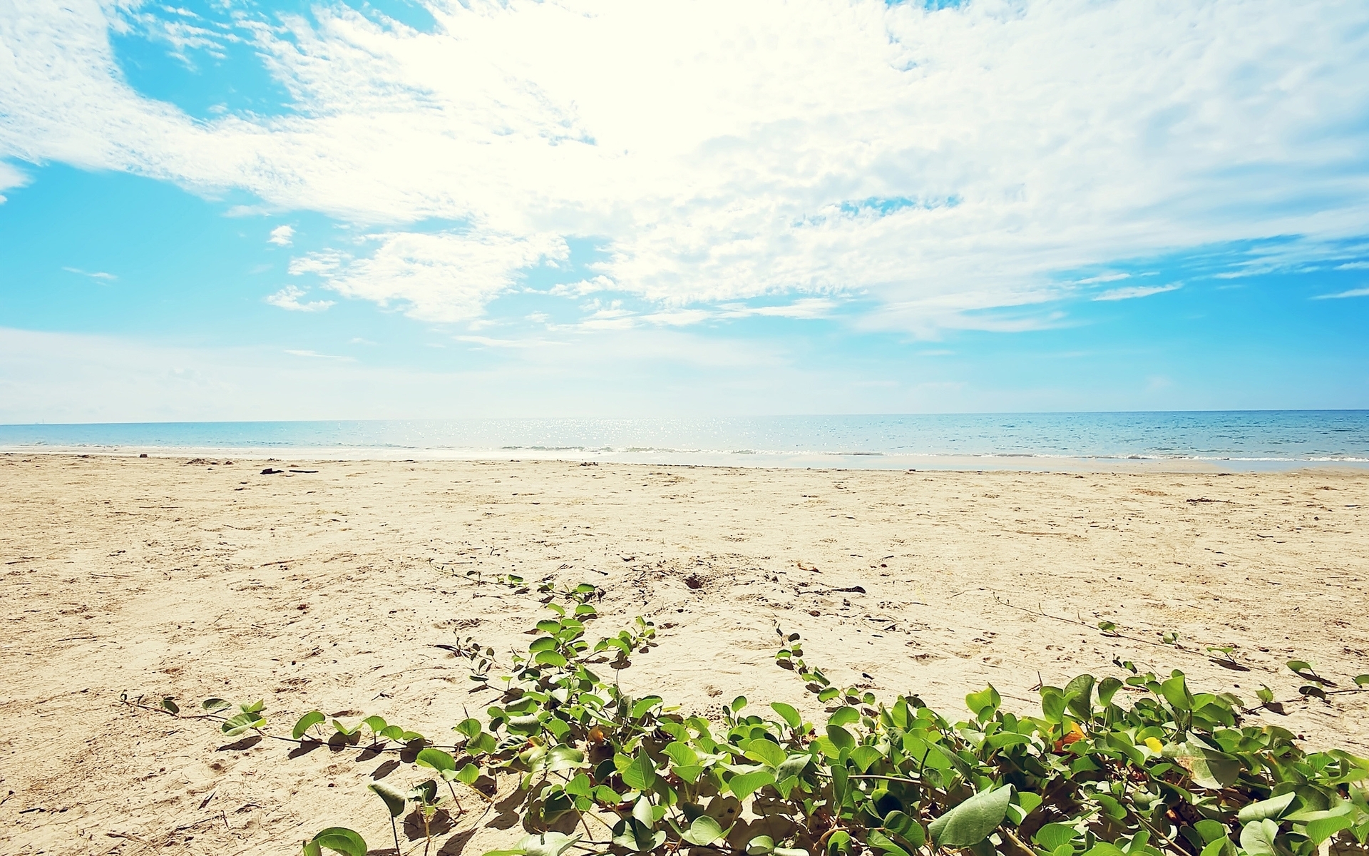 море пляж песок растительность бесплатно