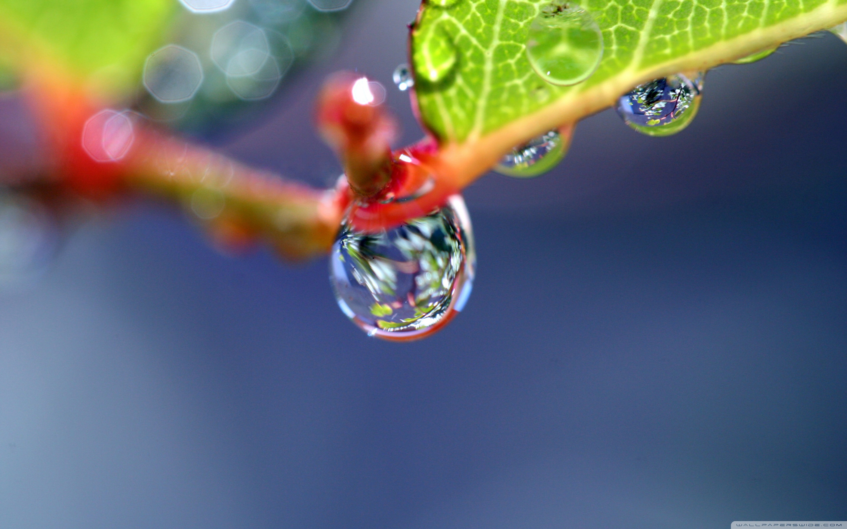 природа вода капля макро роса nature water drop macro Rosa без смс