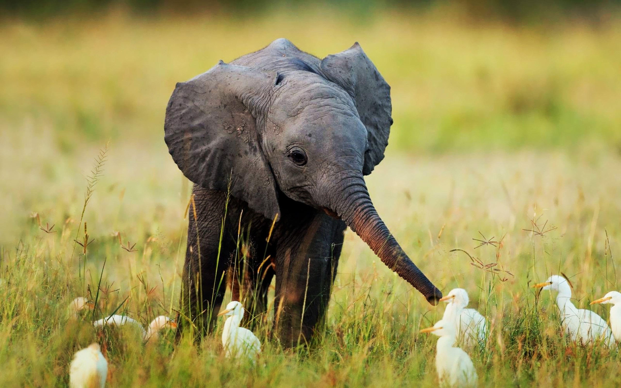 Elephant bird. Животные. Природа и животные. Животные Африки. Слоны в природе.