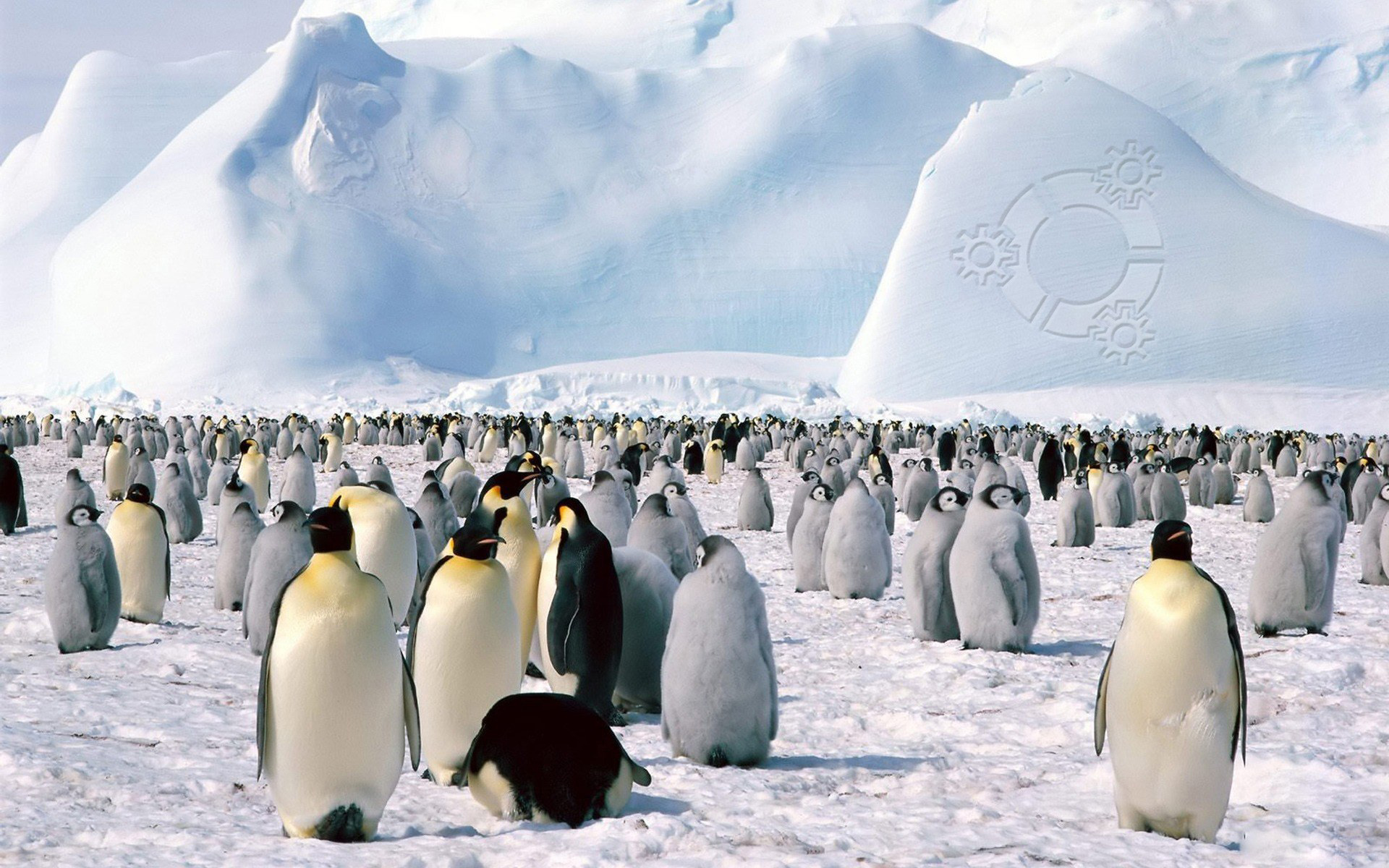 Swimming Emperor Penguins, Antarctica скачать