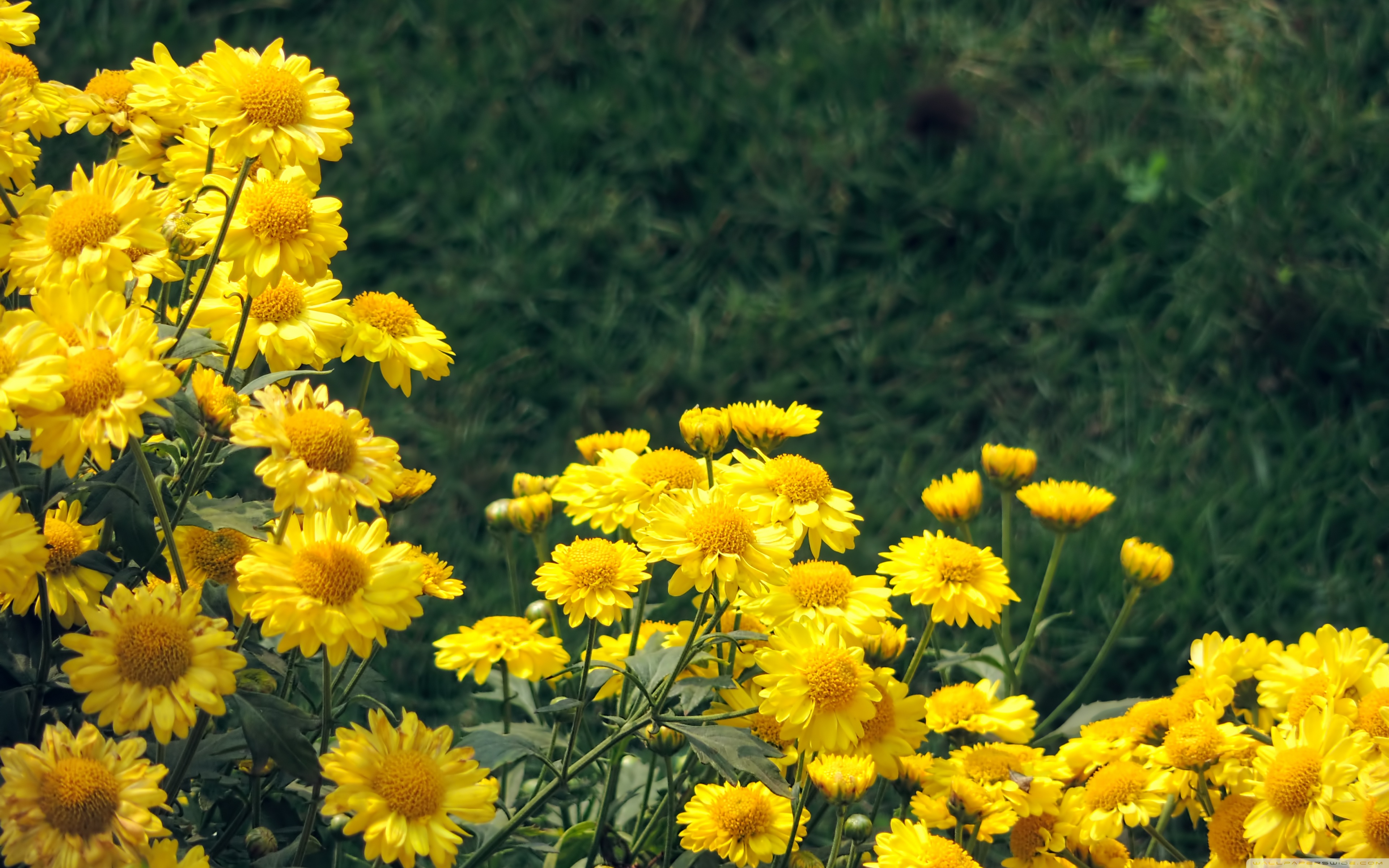 желтый цветок конопли