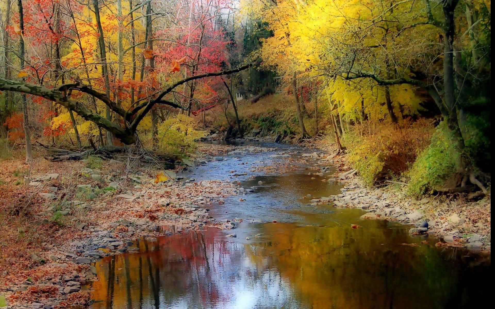 лес речка осень бесплатно