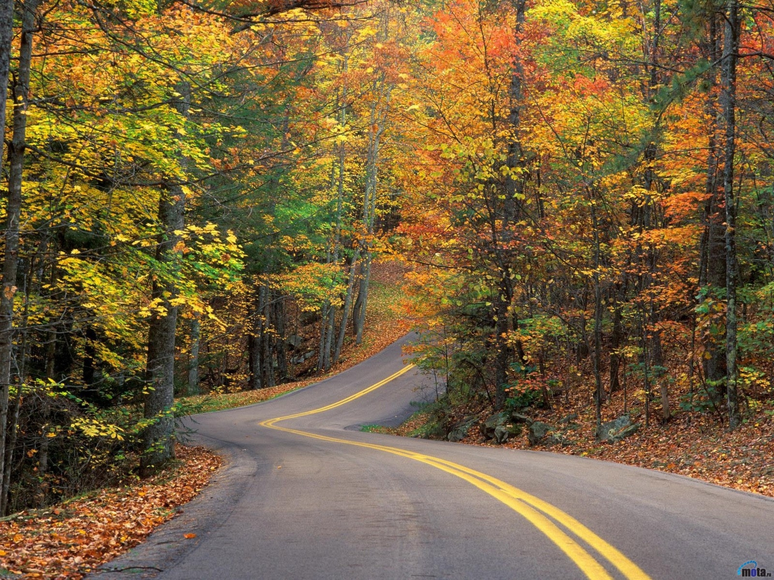 дорога, осень, деревья, листопад бесплатно
