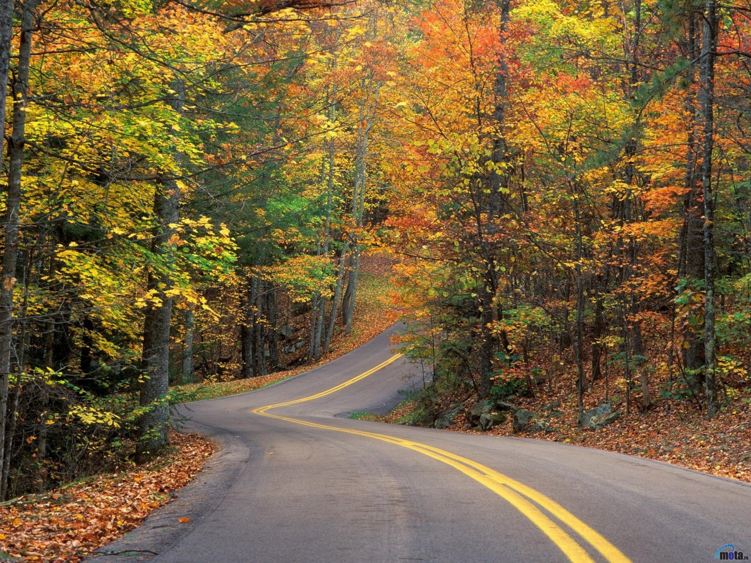 осень дерево дорога autumn tree road бесплатно