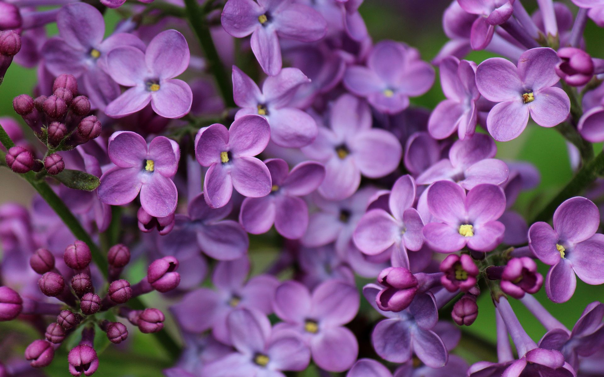 фиолетовые цветы природа крупный план бесплатно