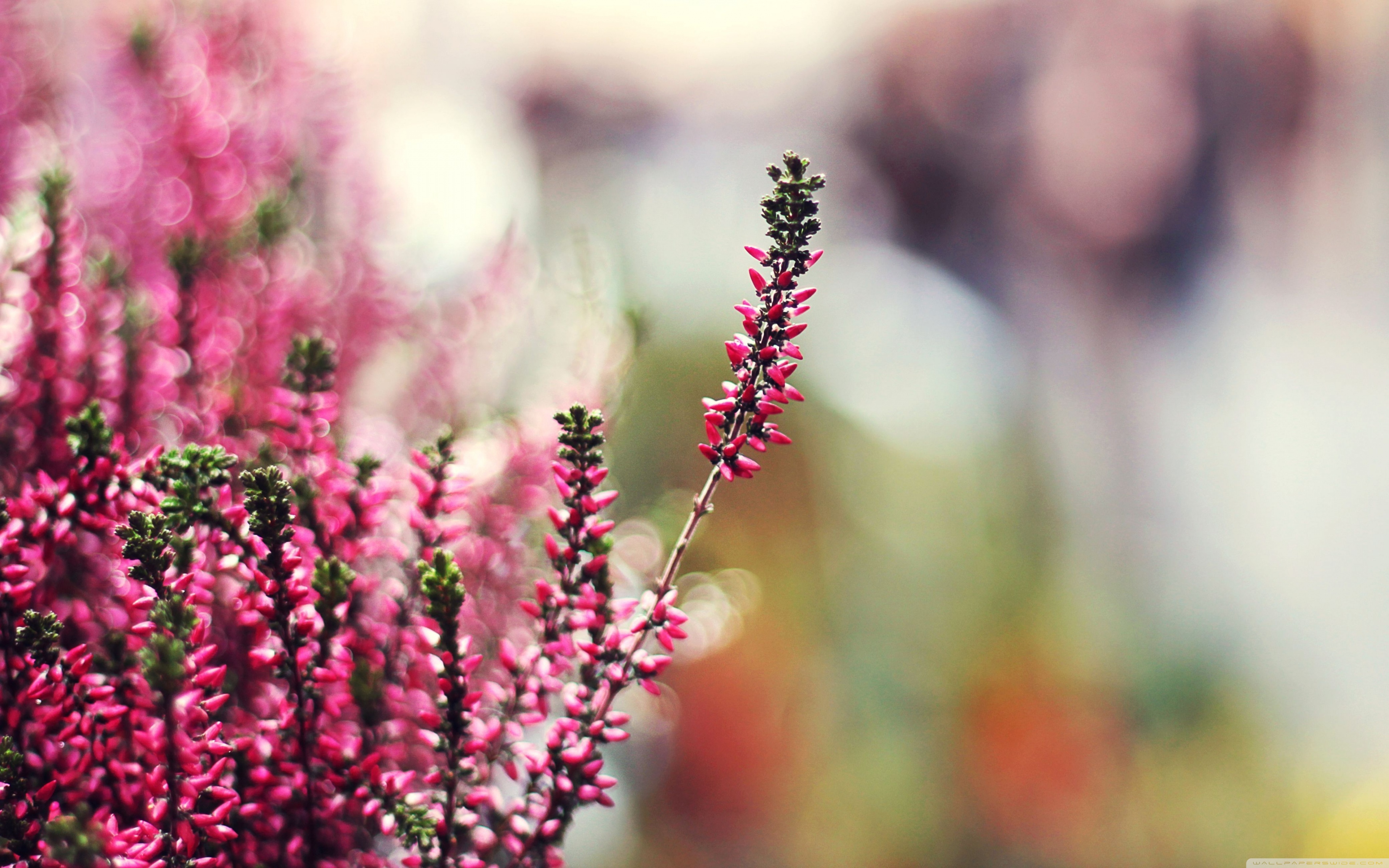 цветок, макро, розовый, природа, растения без смс