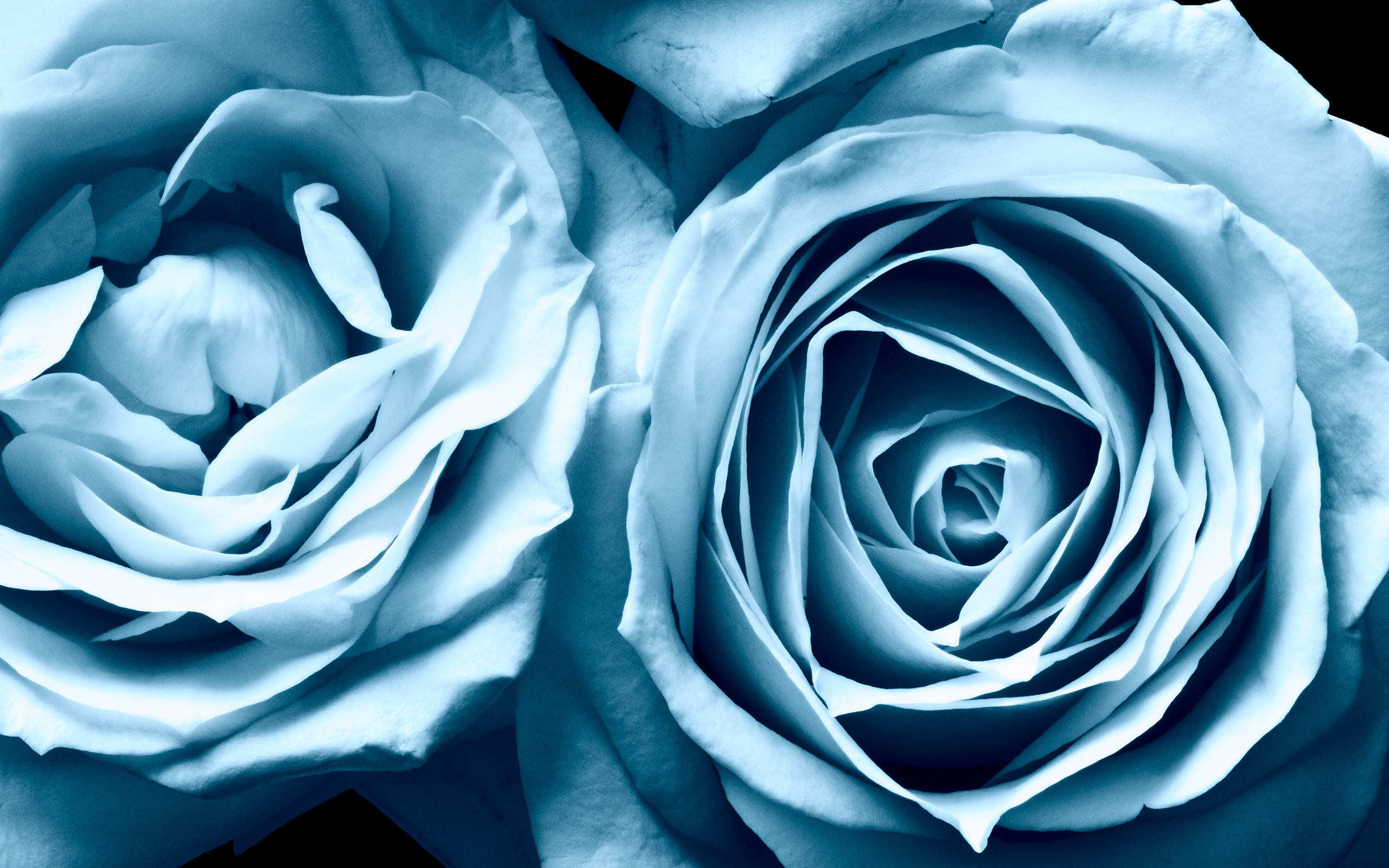 роза капли синяя rose drops blue бесплатно