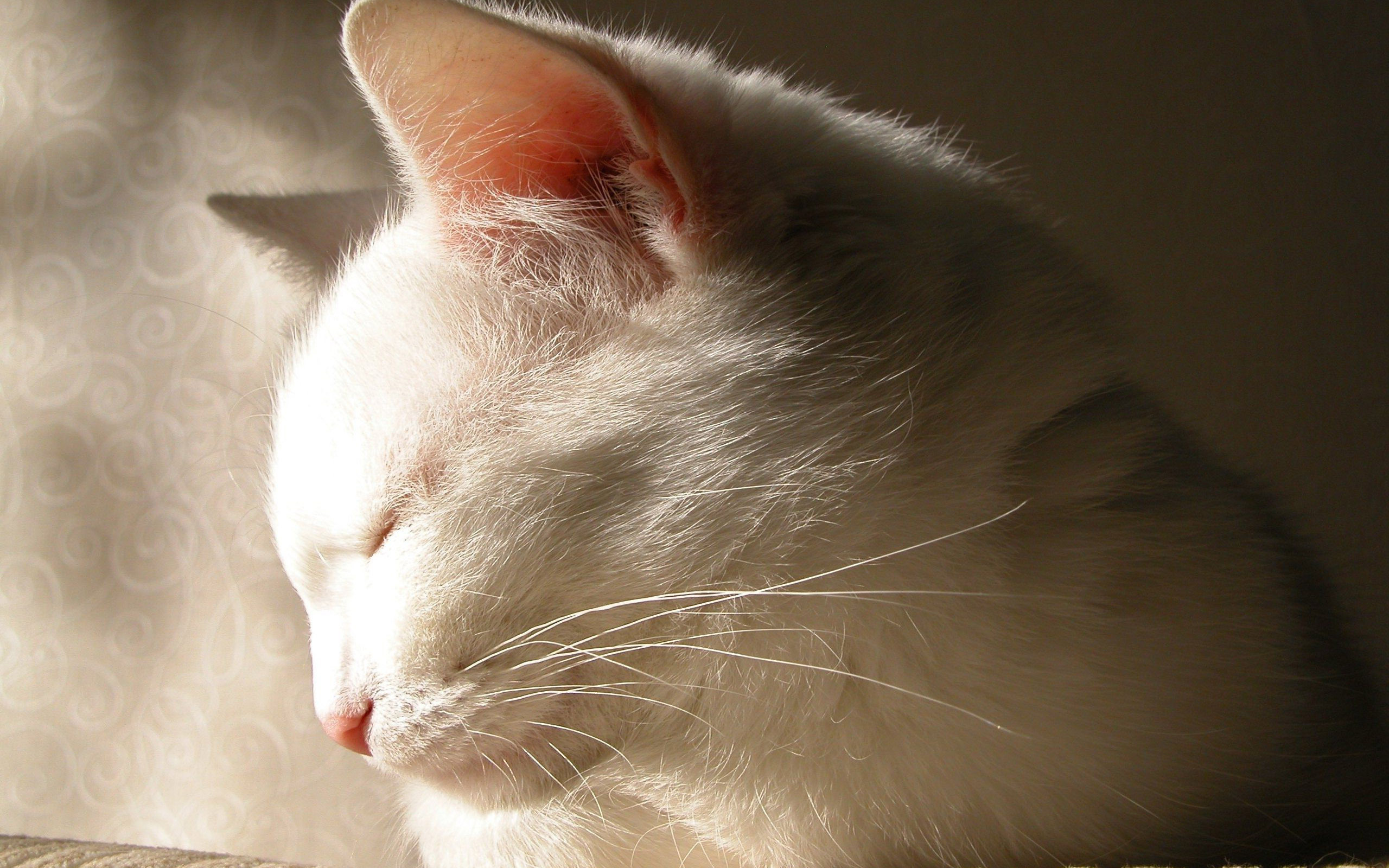 кошка сонная белая скачать