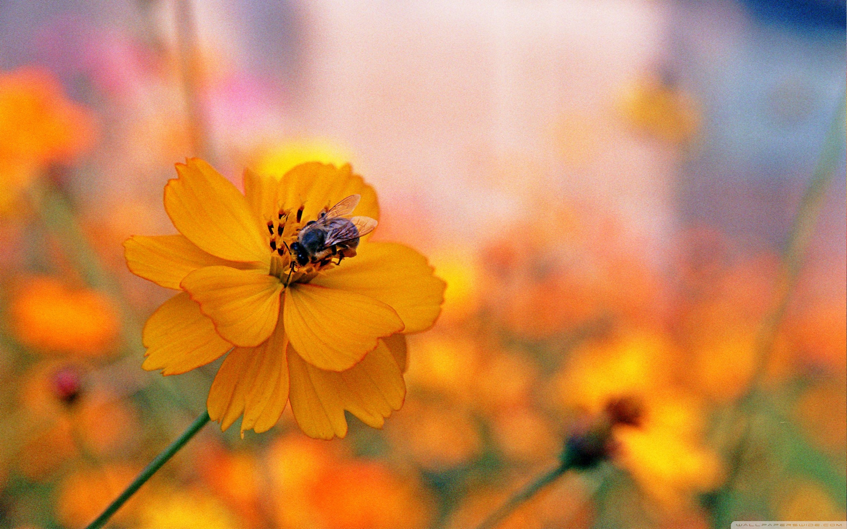 цветок пчела макро без смс