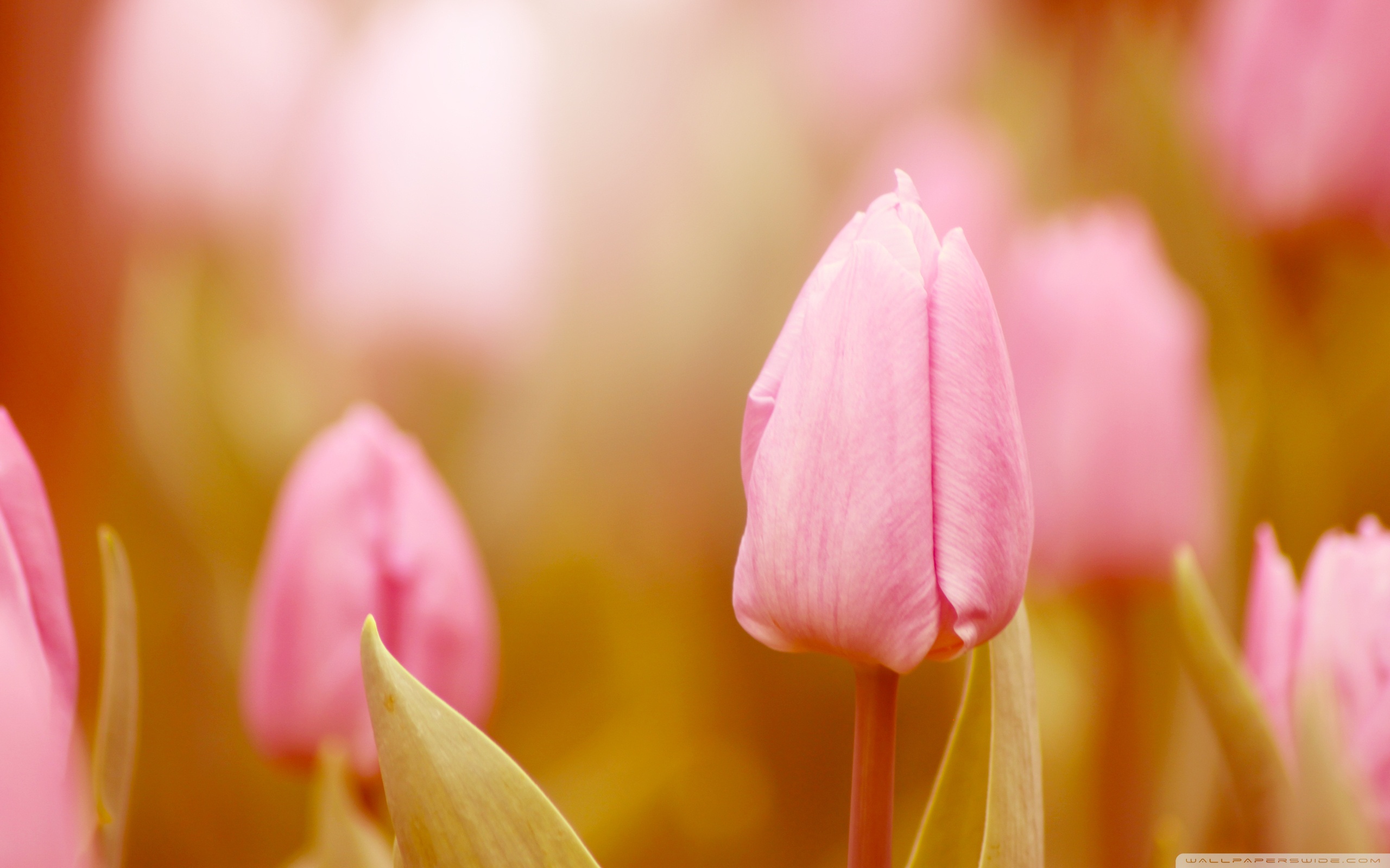 природа цветы тюльпан розовый nature flowers Tulip pink загрузить