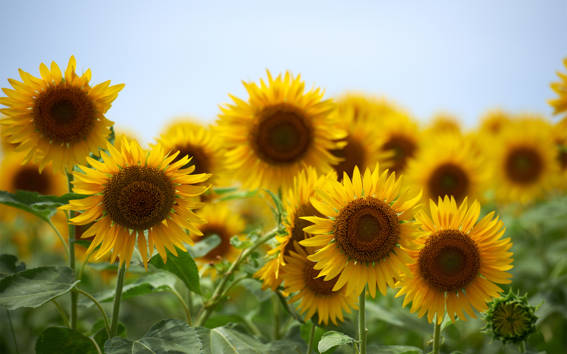 Подсолнечник sunflower цветок природа скачать