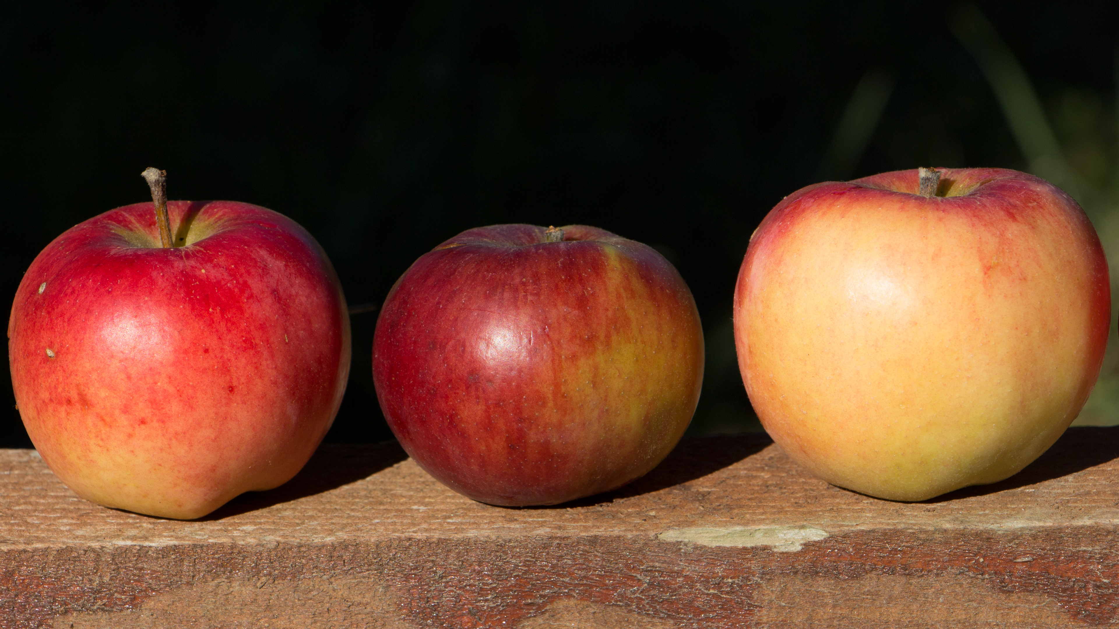 Apple three. Яблоки. Три яблока. Яблоки красные. Яблоко фото.