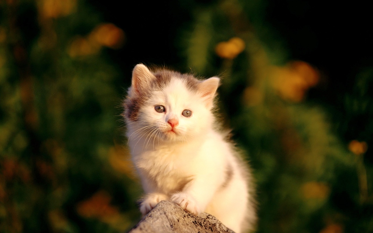 Картинки которые мало весят
