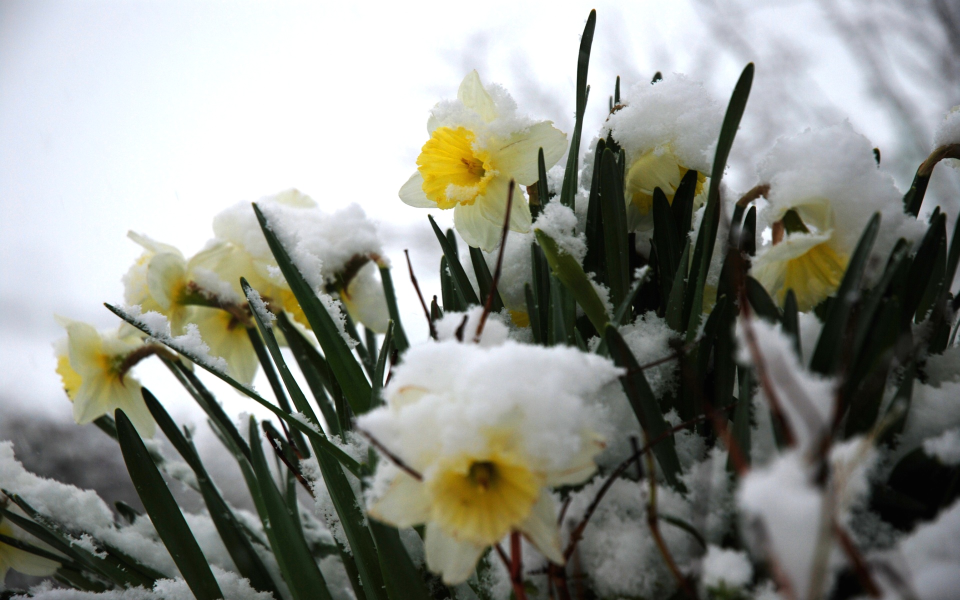 Winter spring. Нарцисс Сноу Хэвен. Нарцисс Frosty Snow. Цветы в снегу. Нарциссы в снегу.