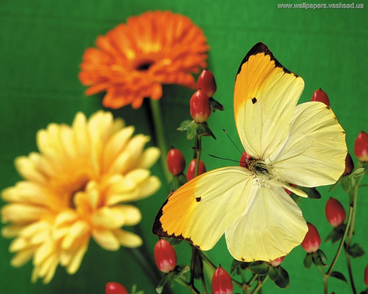 природа желтые тюльпаны цветы бабочки насекомые животные nature yellow tulips flowers butterfly insects animals скачать