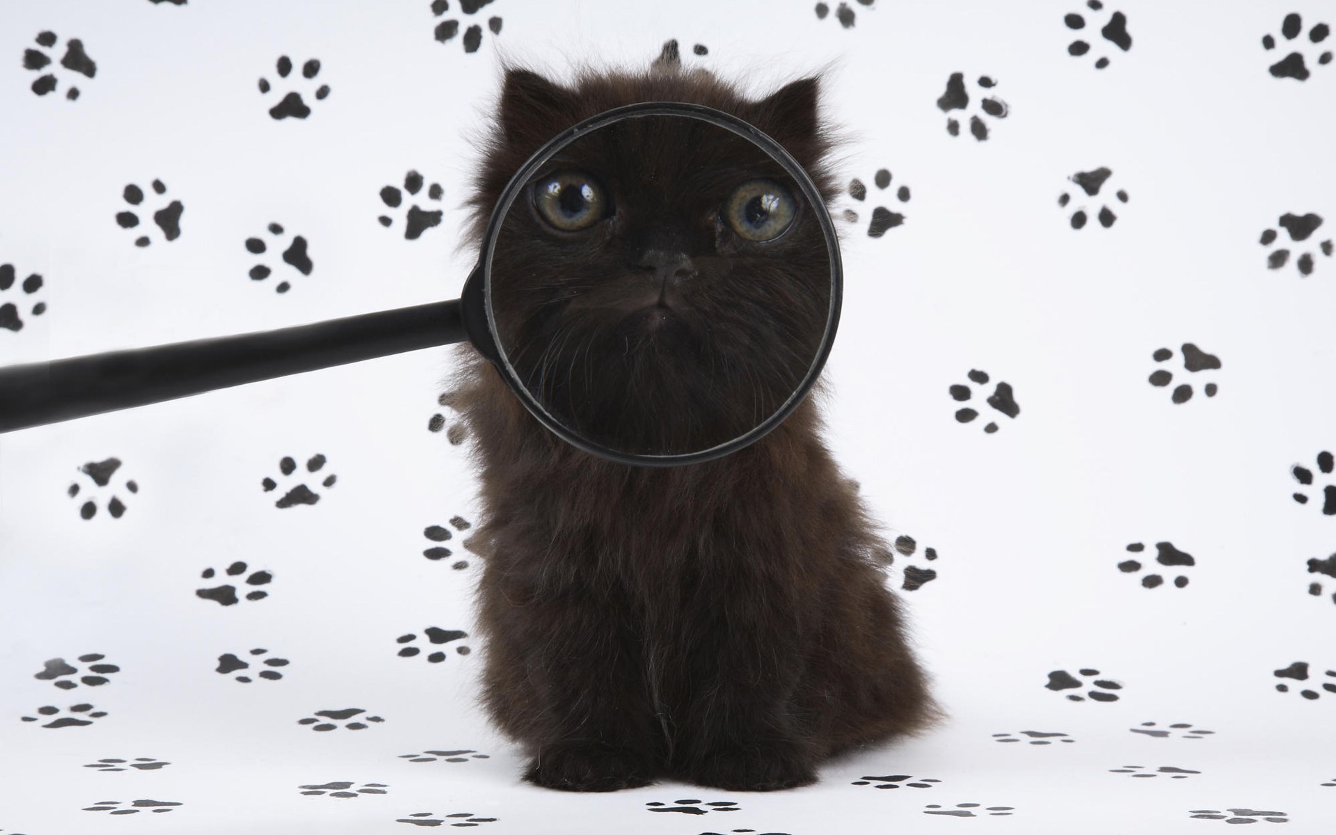 Обои с котиками. Котики смешные. Прикольные обои с котиками. Смешные котики на рабочий стол. Обои кошки смешные.