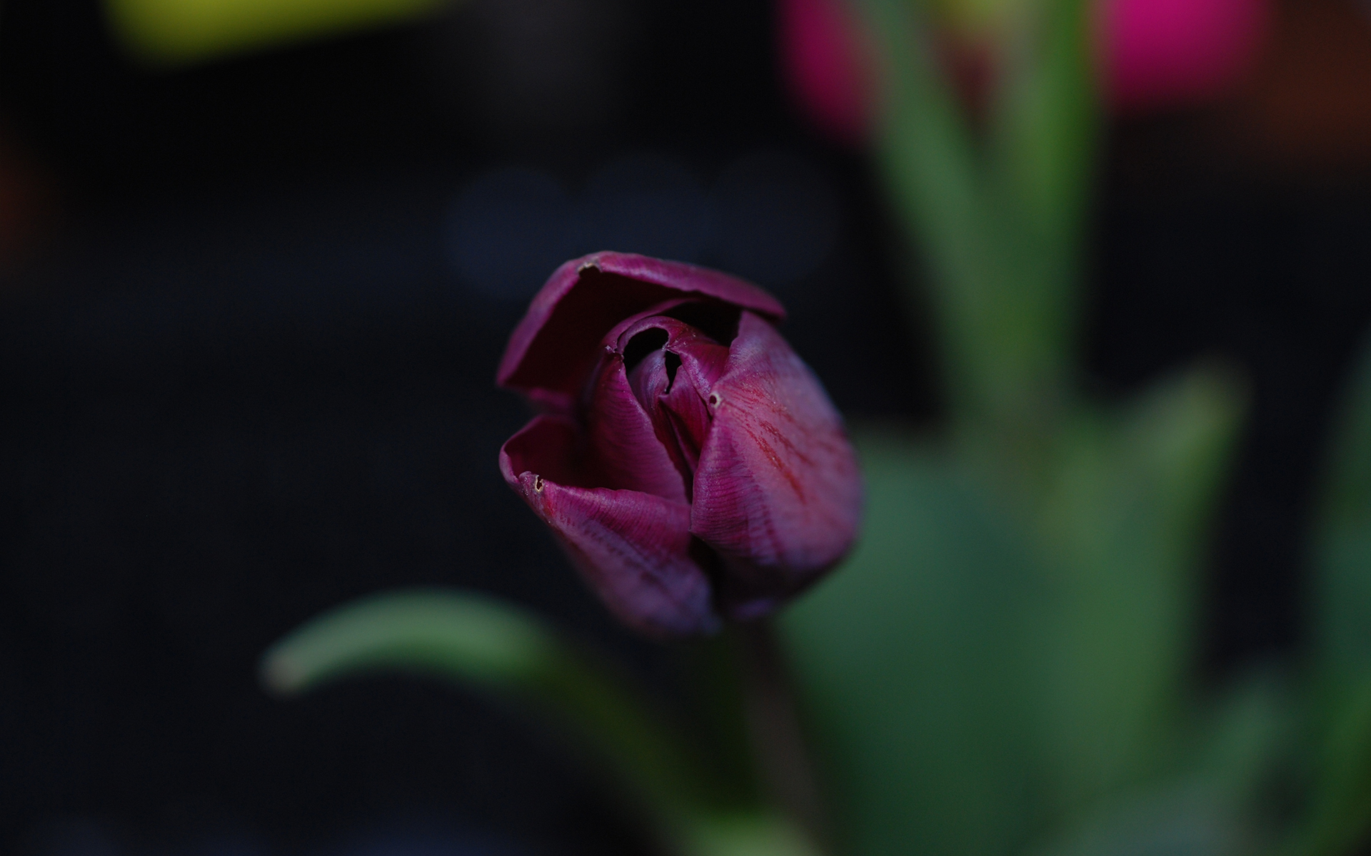 тюльпан макро размытость Tulip macro blur загрузить