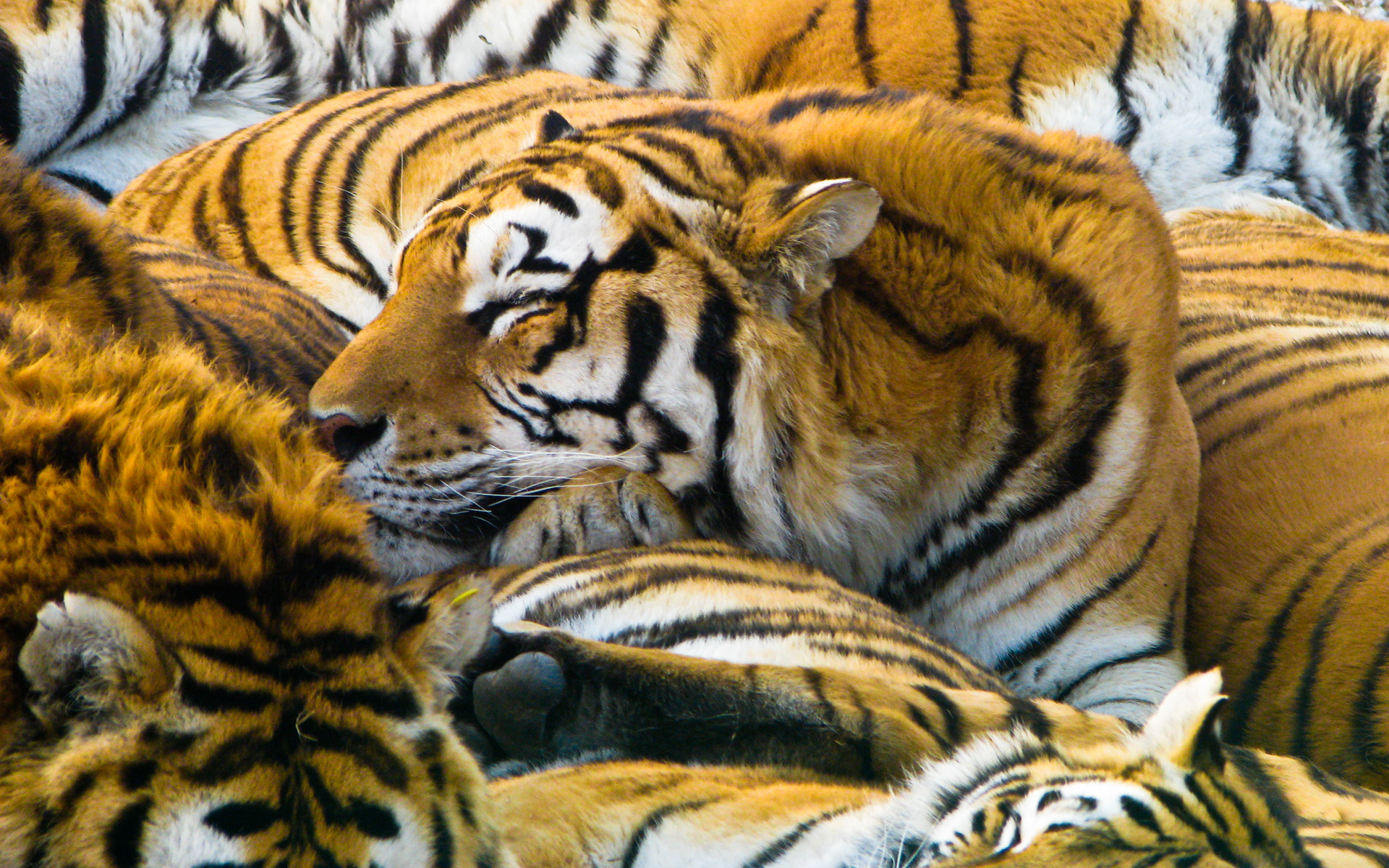 Влюбленные тигры загрузить