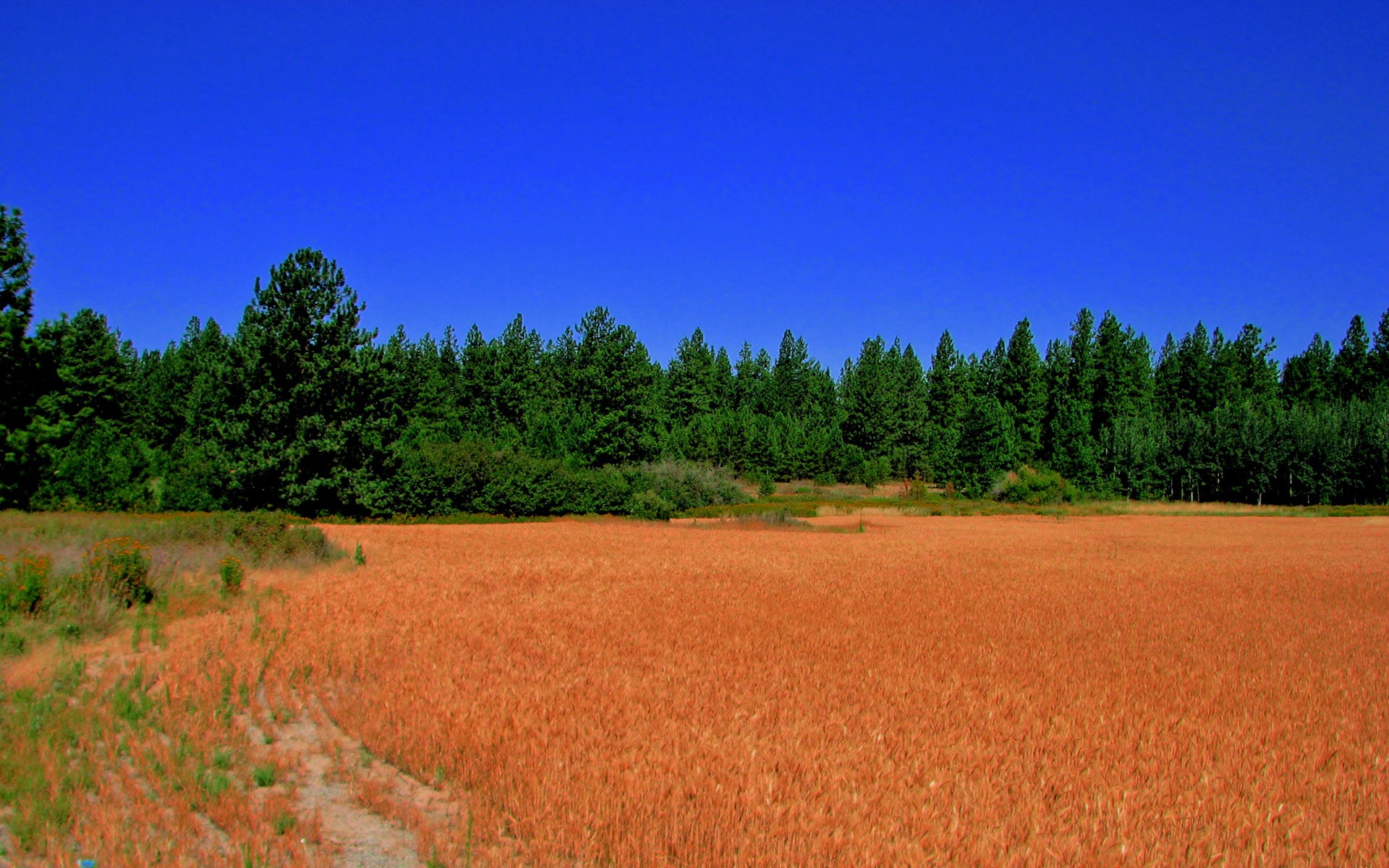 поле лес field forest бесплатно