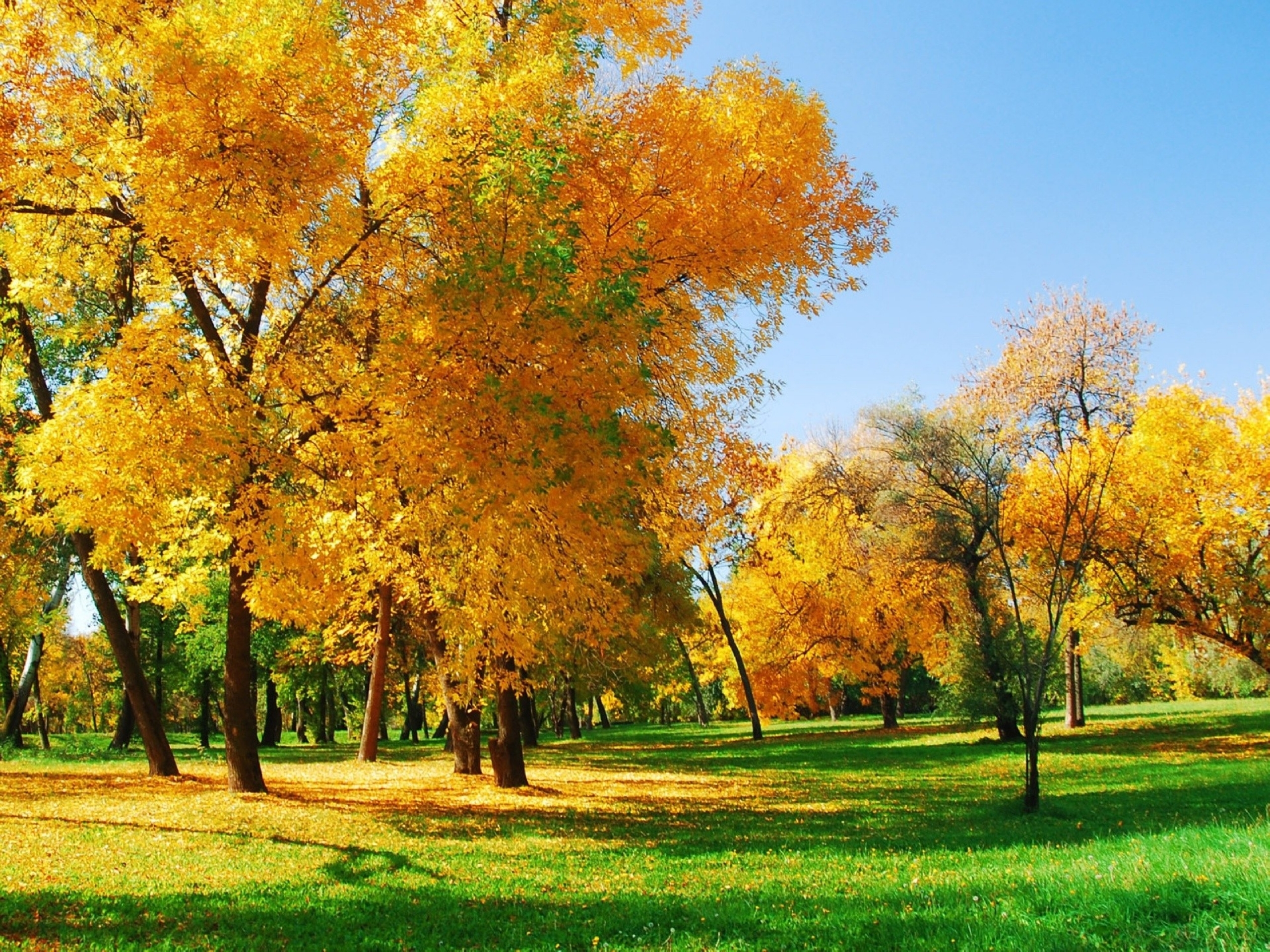 Виды осени. Осень. Золотая осень. Сентябрь природа. Природа ранняя осень.