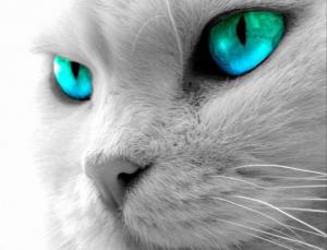 Коты, котята
